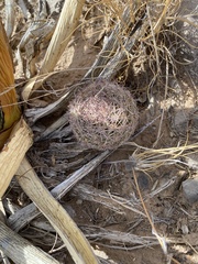 Echinomastus intertextus dasyacanthus