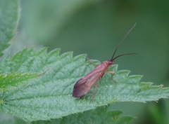Anabolia