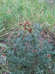Hypericum