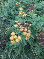 Tanacetum vulgare