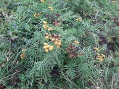 Tanacetum vulgare