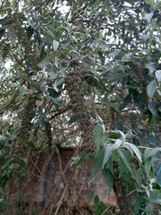 Buddleja davidii