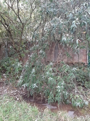 Buddleja davidii