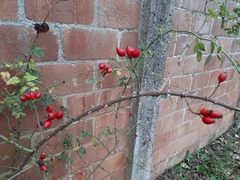 Rosa canina
