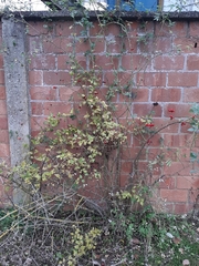 Rosa canina