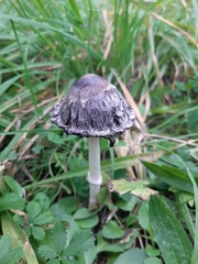 Coprinus comatus