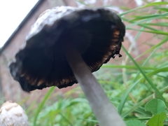 Coprinus comatus
