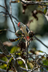 Dendrocopos himalayensis