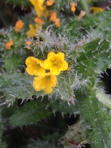 Woolly breeches (Amsinckia spectabilis)