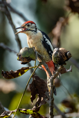 Dendrocopos himalayensis