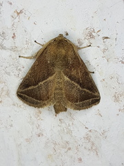 Natada fusca