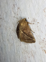 Natada fusca