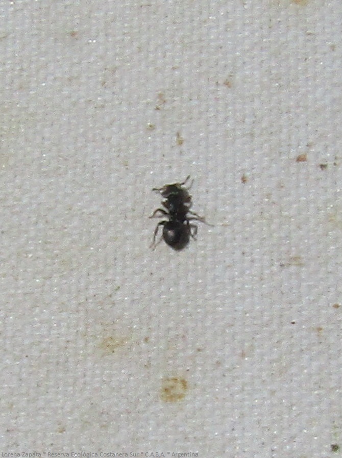 Cephalotes jheringi