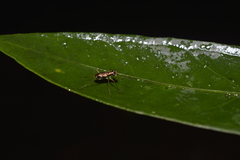 Odontochilina