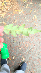 Quercus robur