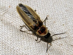Photinus signaticollis