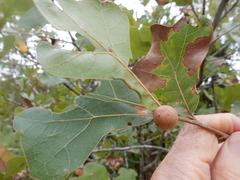 Disholcaspis pruniformis