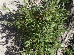 Quercus hypoleucoides