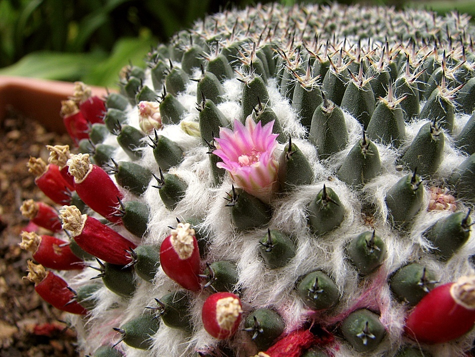 biznaga siempre viva (La Ruta de los Cactus, Querétaro ) · iNaturalist