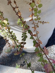 Lysimachia nummularia