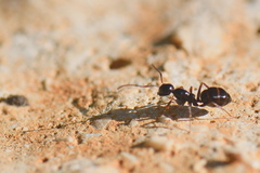 Camponotus piceus