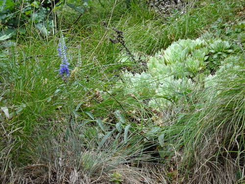 Veronica spicata