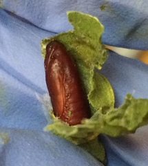 Psara dryalis