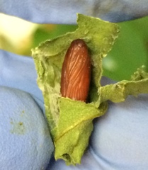 Psara dryalis
