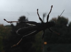 Melanoplus differentialis