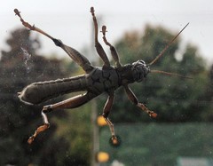 Melanoplus differentialis