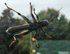 Melanoplus differentialis