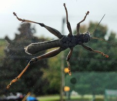 Melanoplus differentialis