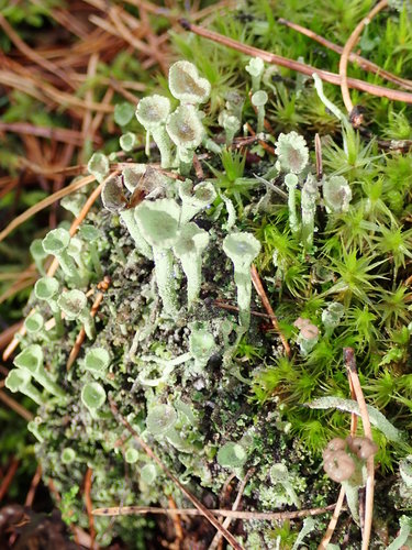 Lesser Sulphur-cup Lichen