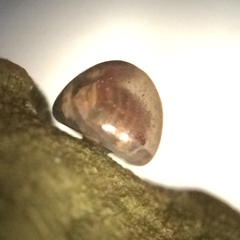 Acanthocephala femorata