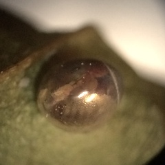 Acanthocephala femorata