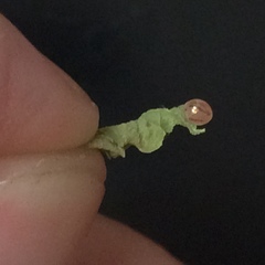 Acanthocephala femorata