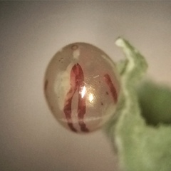 Acanthocephala femorata