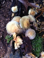 Hypholoma fasciculare
