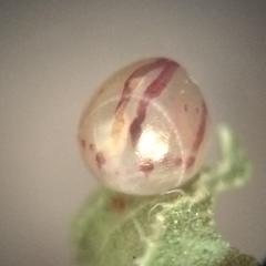 Acanthocephala femorata