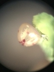 Acanthocephala femorata