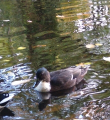 Anas platyrhynchos domesticus