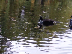 Anas platyrhynchos domesticus