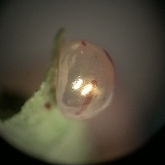 Acanthocephala femorata