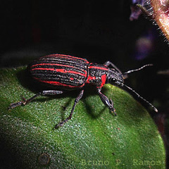 Naupactus rivulosus
