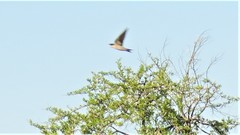 Hirundo dimidiata