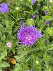 Stokesia