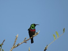 Cinnyris chalybeus albilateralis