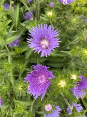 Stokesia