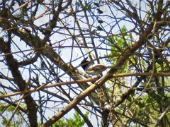 Trochocercus cyanomelas cyanomelas
