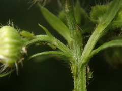 Uroleucon erigeronense